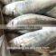20 - 30 pcs / 10 kg High quality Red tail horse mackerel