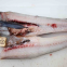Frozen Alaska pollock，pollock fish, pollock 100-300,300-500g