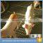 durable square electro crimped mesh screen manufacturer