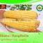 custom buying online in china canned sweet corn