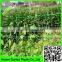 white Tomato trellis net,Knotless Hdpe uv Plant Support Netting for vegetable, Anti UV Agriculture Tomato Net