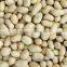 Supply Chinese Blanched Peanut Kernels Round for Sales