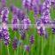 lavender essential Oil from Borg Export