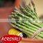 Canned Green Asparagus Spears