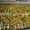 Citrus Fruit Baby Mandarin Orange With Wholesales Price