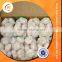 Pure White Garlic Supplier