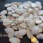 2016 New Pumpkin Seeds SNOW WHITE