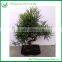Indoor Plants Ficus Evergreen Bonsai