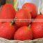 Kego Supply Fresh Gac Fruit With Competitive Price