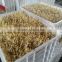 New Animal Feed Making Machine! Full Automatic Hydroponic Organic Bean Growing Machine