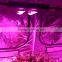 800W Unique Design Double Power Spider 4 Plus COB Led Grow Light hydroponic Indoor Greenhouse Plant