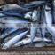 2017 New pacific mackerel sea frozen China Factory