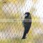 plastic bird trap net, nylon antibird net fabric, nylon safety net for fruit