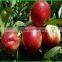 (HOT) China red fresh apple/fresh apple exporters