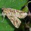 Bio control measure AcNPV + Bt on corn borer management