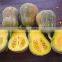 FRESH JAPANESE PUMPKIN GOOD QUALITY - COMPETITIVE PRICE