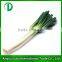 fresh welsh onion