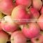 Supply fresh apple gala ((hot sale)