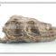 decorative resin mini cute dinosaur head skeleton fossil