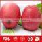 Wholesale red fuji apple and fresh fruits