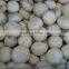 CHINA IQF agaricus bisporus