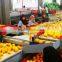 Fresh Navel Orange
