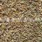 Cumin seeds