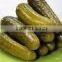 High quality pickled gherkins in brine in glass jar for export (various sizes)