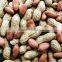 Monkey nuts/peanut in shell manufacturer from Shandong