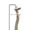 Life-Size Education Anatomical Spine Model