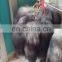 30-40cm natural color fox tail fur keychain / fox fur tail