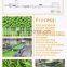 Frozen Broccoli fruit and vegetable processing broccoli processing line