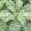 Sinocharm BRC-A approved IQF collard green Frozen Kale