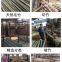 Bamboo Sticks Skewers For Fruits