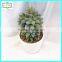 20cm hot sale artificial cactus home decor