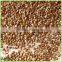 Organic cereal wholesale roasted buckwheat seed
