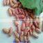 light speckled kidney beans factory price(long shape)
