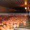 automatic egg collector for chicken breeding