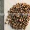 lucerne seed for sale