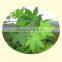 Sweet tea health care tea green tea extract