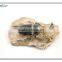3d effect magnet texas school museum wall art insect fossil decor
