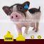 animal Insured visual ear tag without laser printing number