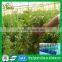 Light material high quality 2mm corrugated polycarbonate greenhouse