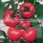 2016 Hybrid High yield disease-resistant Tomato seeds for growing- Tian Bao 338