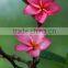Red Flower Plumeria Rubra L. Cv. Acutifolia