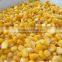 sweet corn for sale in low price
