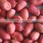 High Quality Groundnut seed