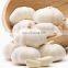 High Quality Fresh Pure White Garlic