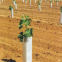 Custom Polypropylene Correx Tree Shelter Panels for Young Plant Protection
