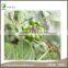 8%-15% Eleutheroside Natural Siberian Ginseng Extract